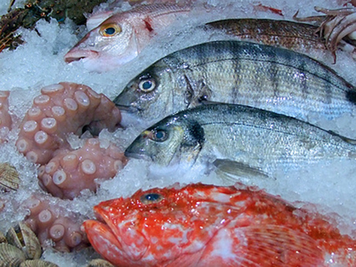 魚